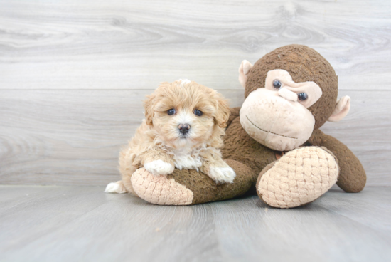 Maltipoo Pup Being Cute