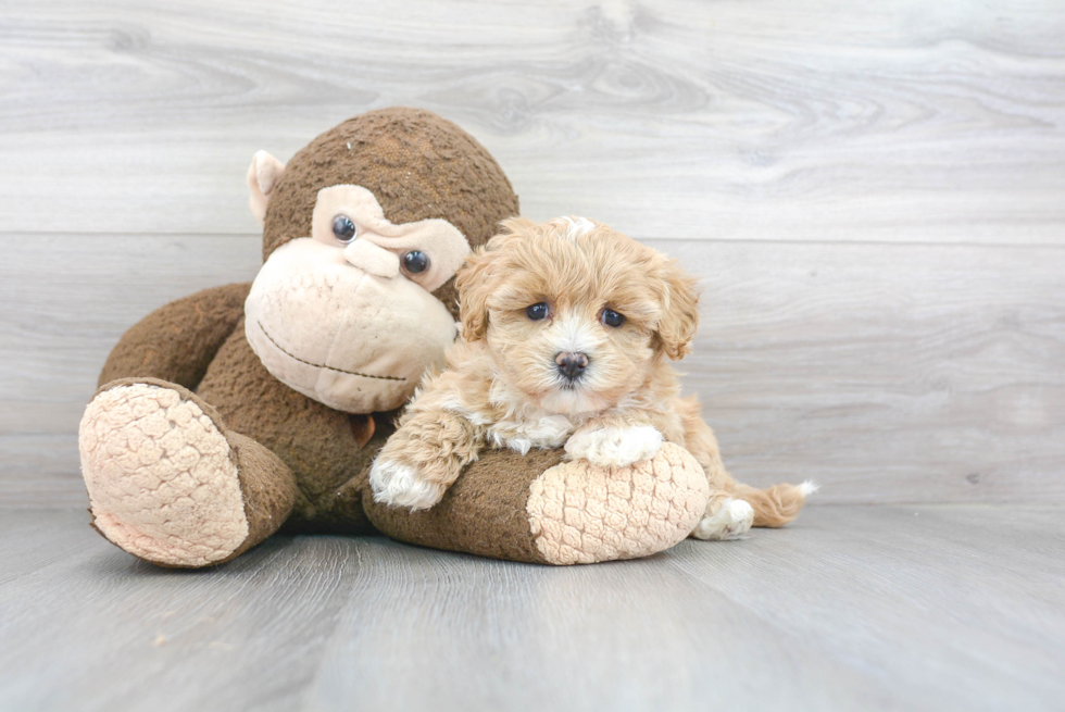 Best Maltipoo Baby