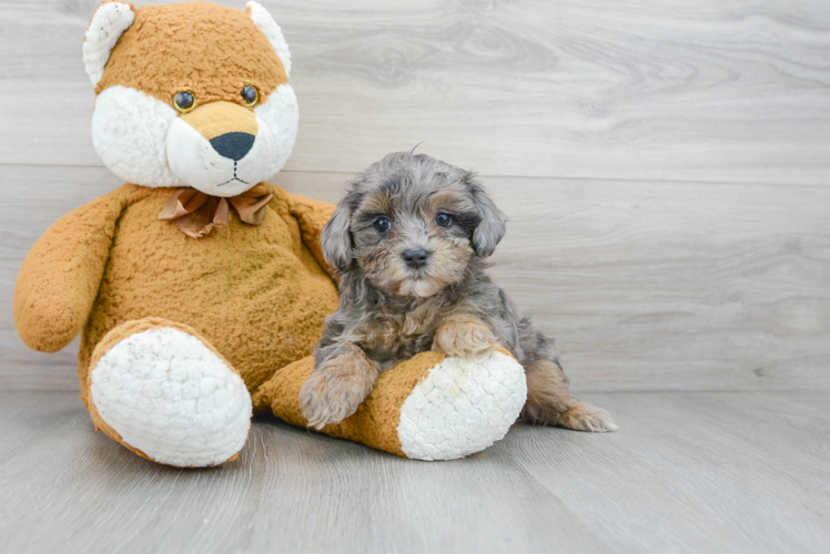 Maltipoo Puppy for Adoption