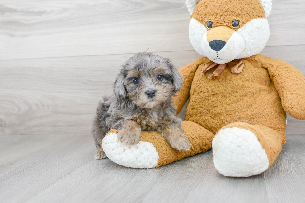 Little Maltese Poodle Poodle Mix Puppy