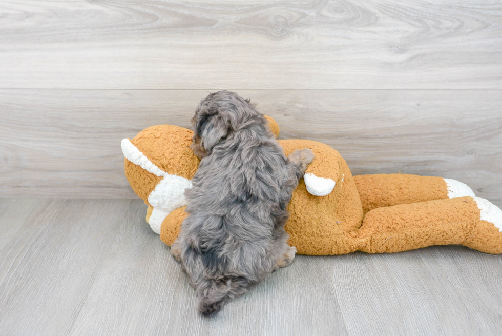 Funny Maltipoo Poodle Mix Pup