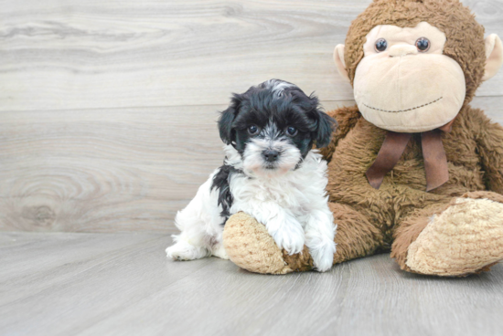 Energetic Maltese Poodle Poodle Mix Puppy