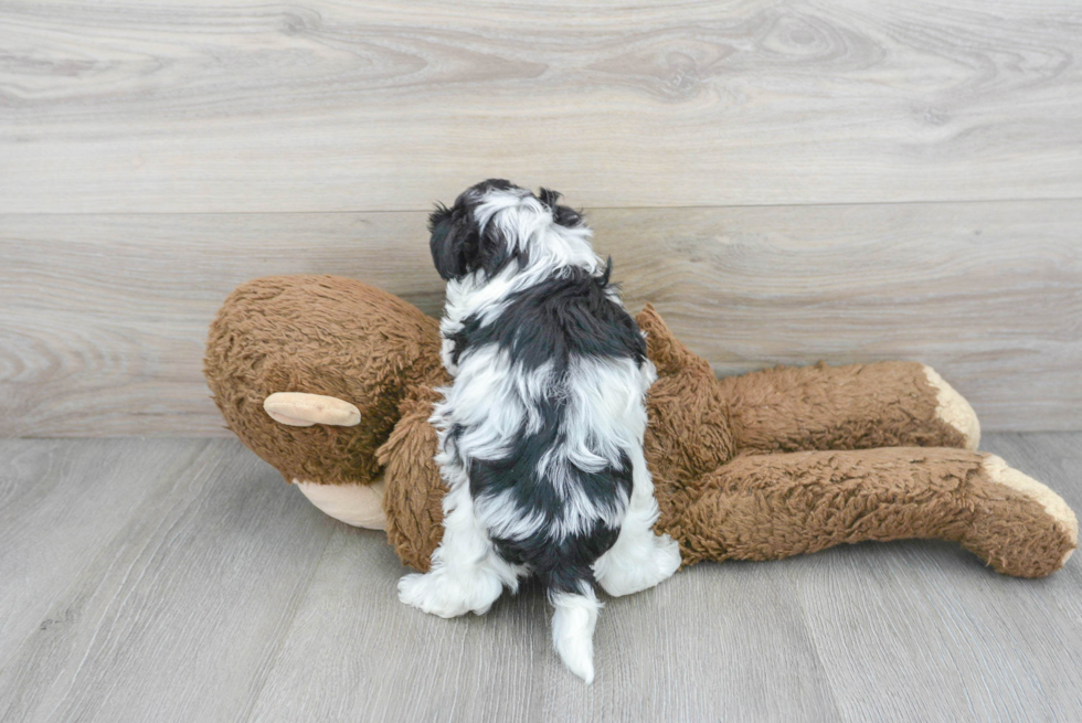 Smart Maltipoo Poodle Mix Pup