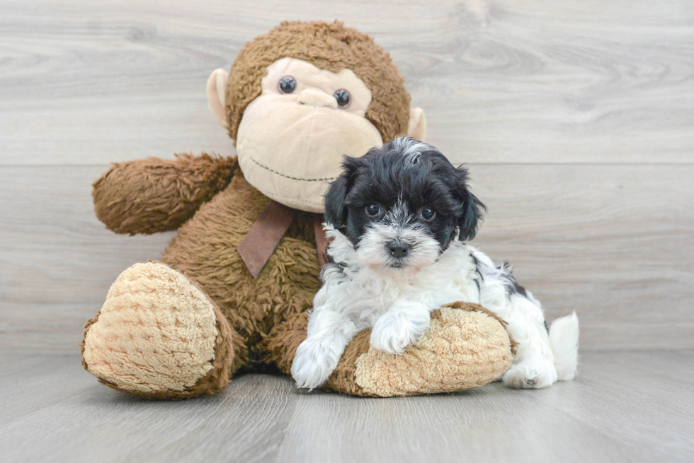 Maltipoo Pup Being Cute