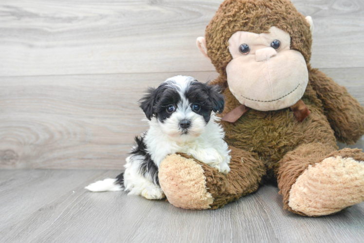 Playful Maltepoo Poodle Mix Puppy