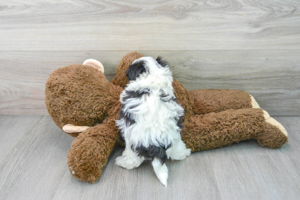 Adorable Maltese Poodle Poodle Mix Puppy