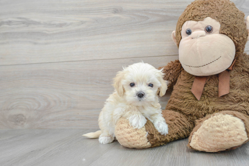 Petite Maltipoo Poodle Mix Pup