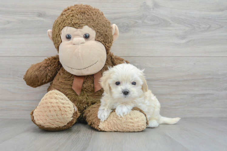 Best Maltipoo Baby