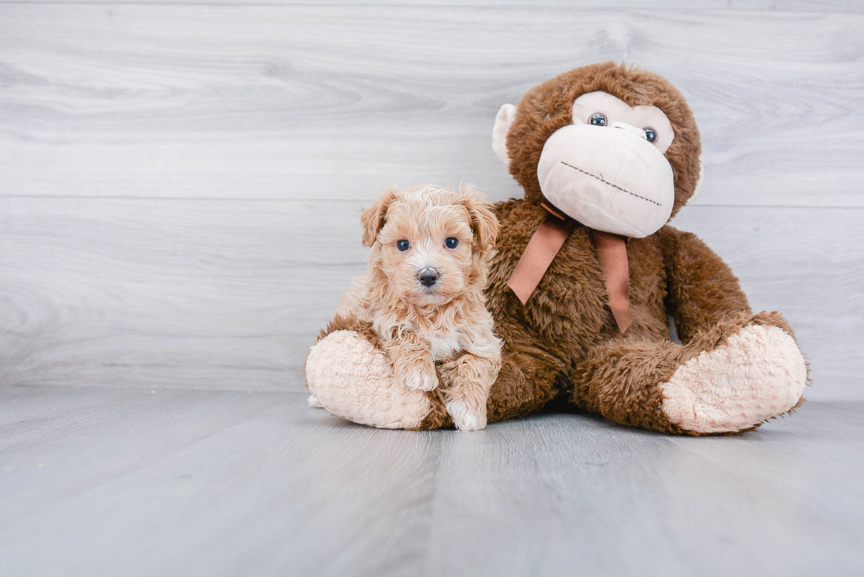 Petite Maltipoo Poodle Mix Pup
