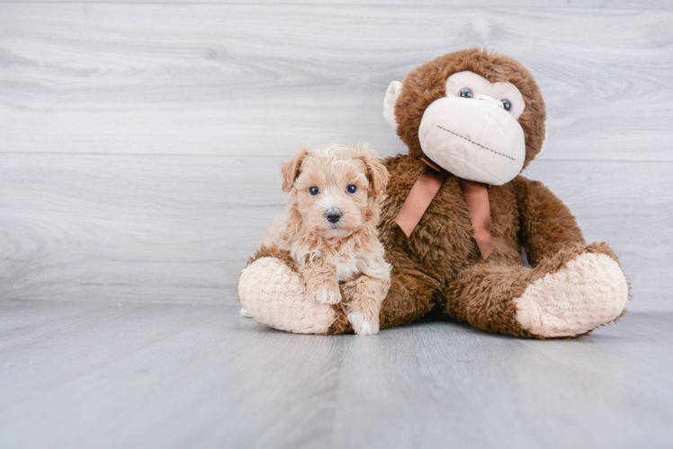 Petite Maltipoo Poodle Mix Pup