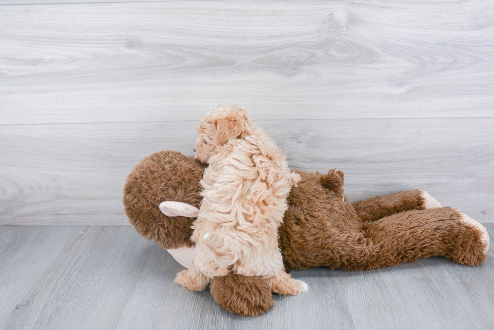 Popular Maltipoo Poodle Mix Pup