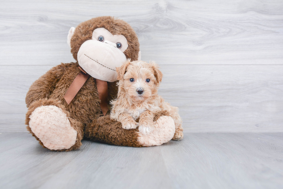 Maltipoo Puppy for Adoption