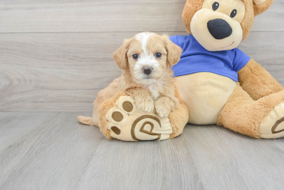 Fluffy Maltipoo Poodle Mix Pup