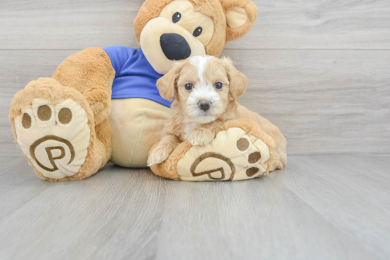 Friendly Maltipoo Baby