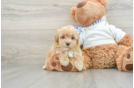 Maltipoo Pup Being Cute