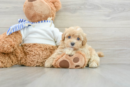 Petite Maltipoo Poodle Mix Pup