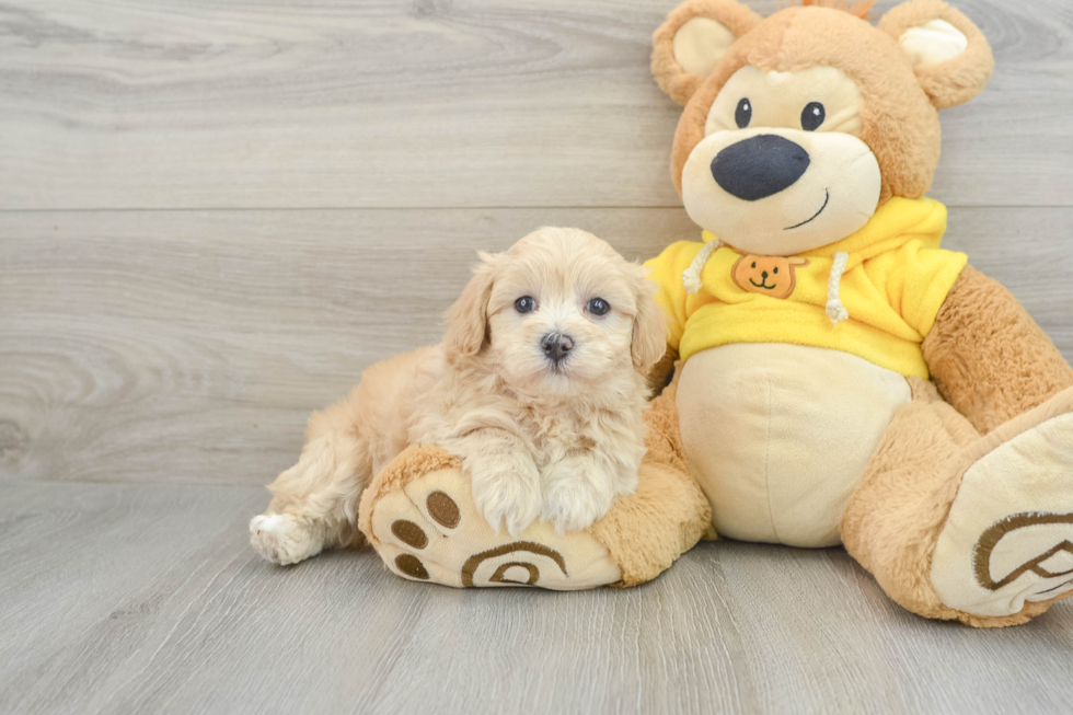 Maltipoo Pup Being Cute