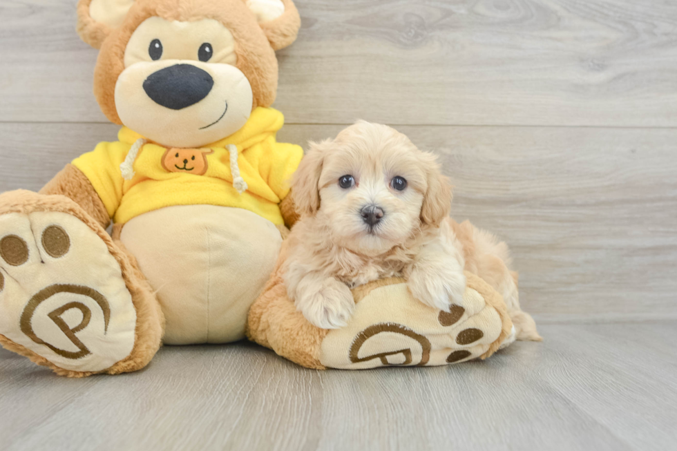 Best Maltipoo Baby