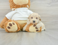 8 week old Maltipoo Puppy For Sale - Premier Pups