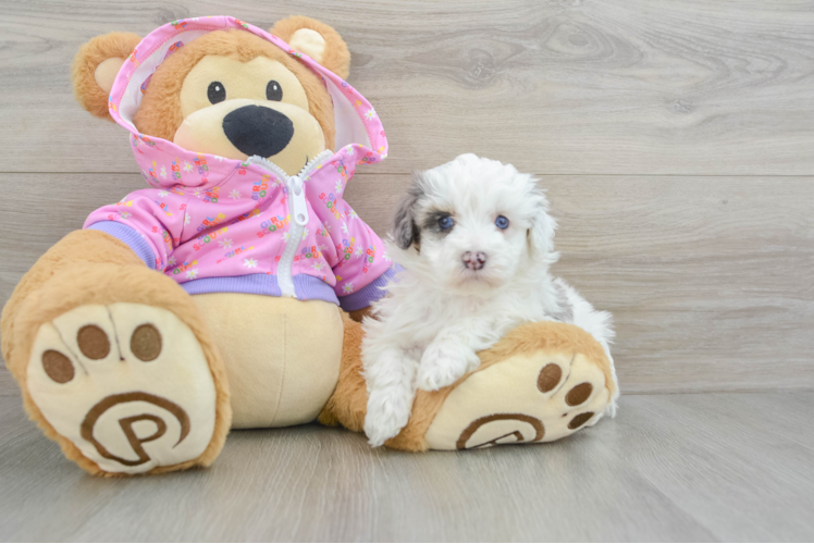 Petite Maltipoo Poodle Mix Pup