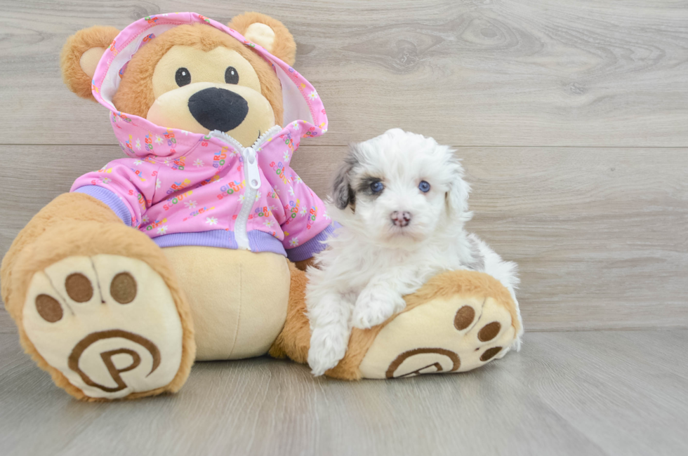 5 week old Maltipoo Puppy For Sale - Premier Pups