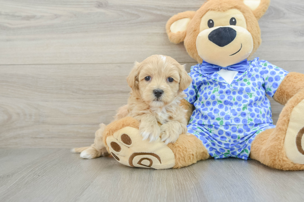 Little Maltepoo Poodle Mix Puppy