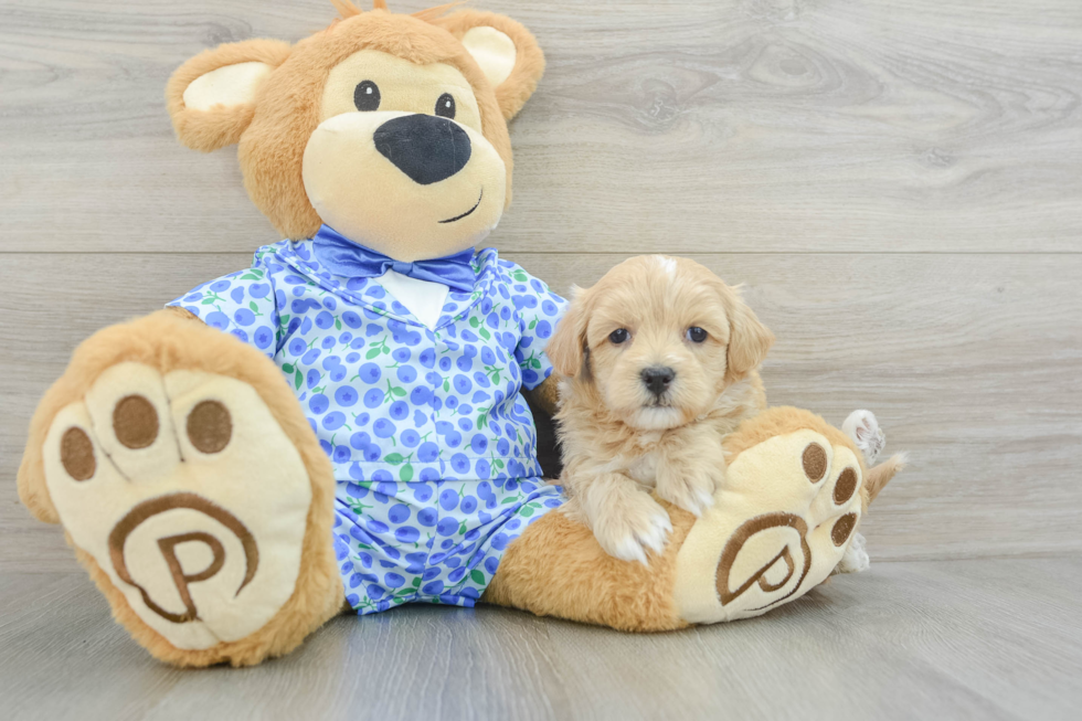 Maltipoo Pup Being Cute