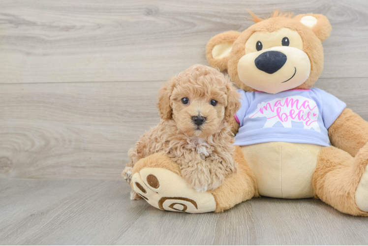Cute Maltipoo Baby