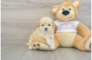 Popular Maltipoo Poodle Mix Pup