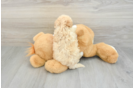 Funny Maltipoo Poodle Mix Pup