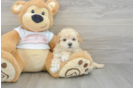 Maltipoo Pup Being Cute