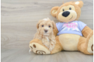 Best Maltipoo Baby