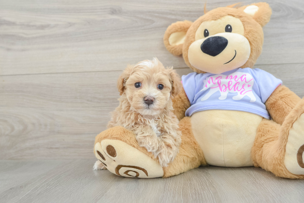 Best Maltipoo Baby