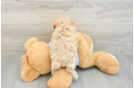 Maltipoo Puppy for Adoption
