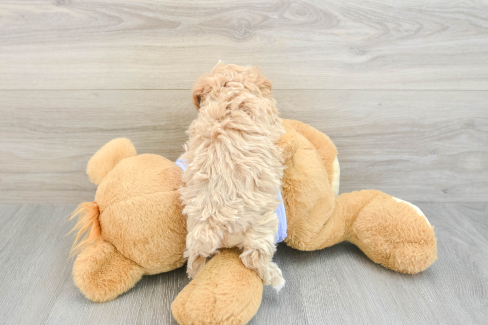 Maltipoo Puppy for Adoption