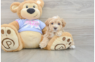 Little Malt Oodle Poodle Mix Puppy