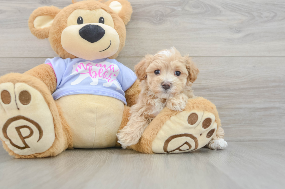 5 week old Maltipoo Puppy For Sale - Premier Pups