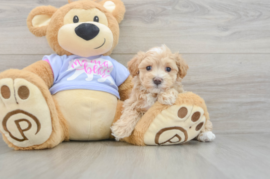 Little Malt Oodle Poodle Mix Puppy