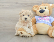 8 week old Maltipoo Puppy For Sale - Premier Pups