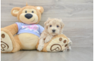 Maltipoo Puppy for Adoption
