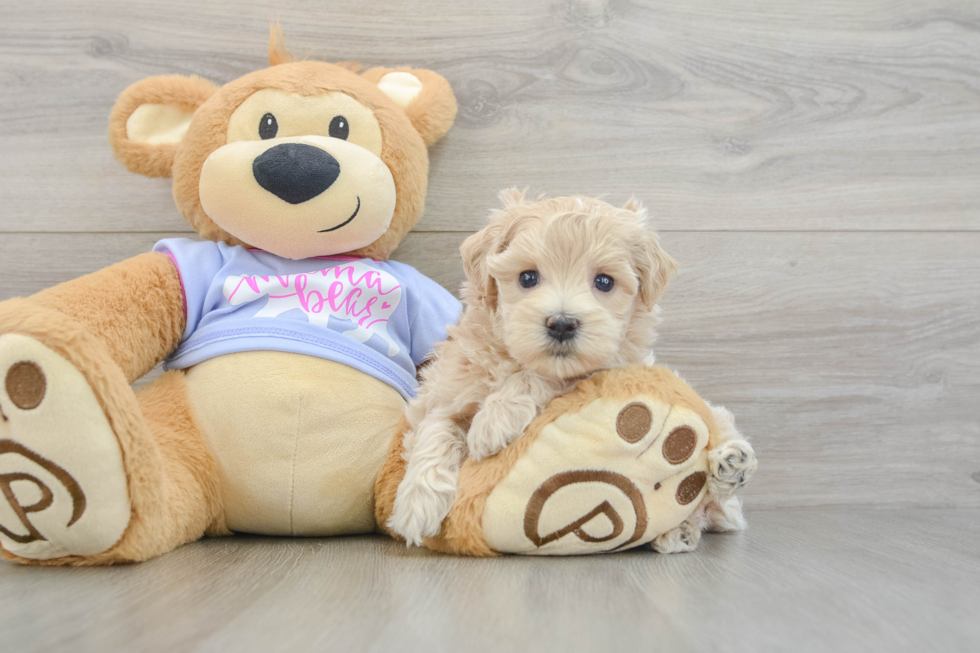 Maltipoo Puppy for Adoption