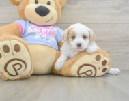 8 week old Maltipoo Puppy For Sale - Premier Pups
