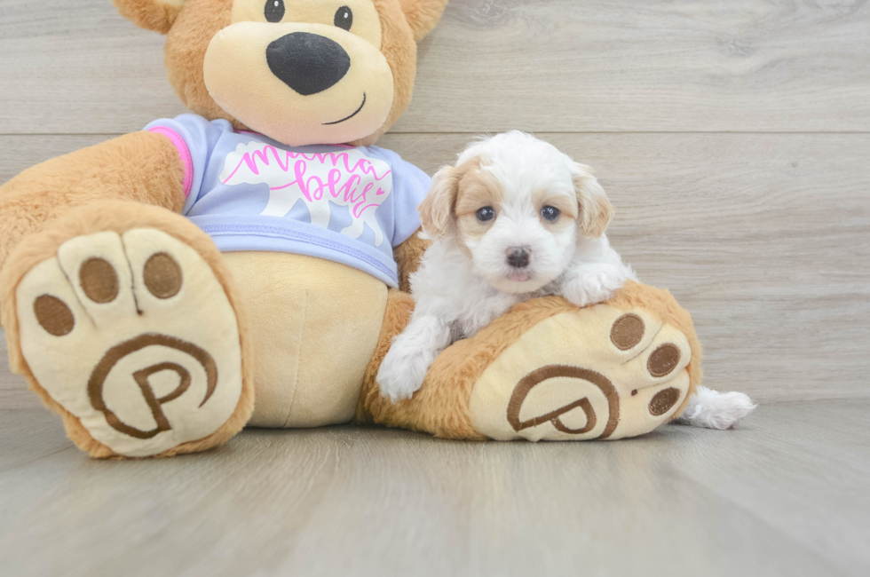 6 week old Maltipoo Puppy For Sale - Premier Pups