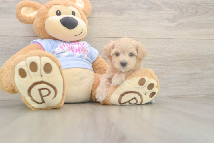 Maltipoo Puppy for Adoption