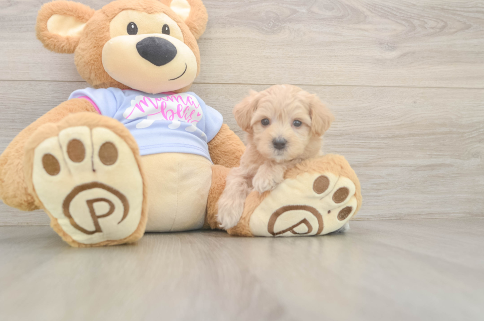 6 week old Maltipoo Puppy For Sale - Premier Pups