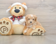 7 week old Maltipoo Puppy For Sale - Premier Pups