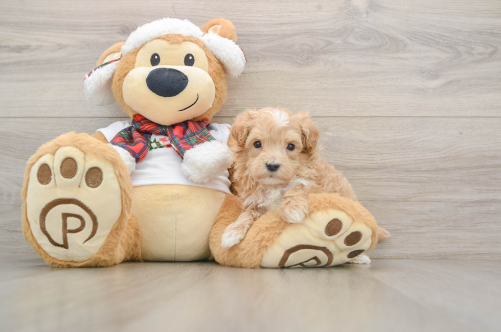 5 week old Maltipoo Puppy For Sale - Premier Pups