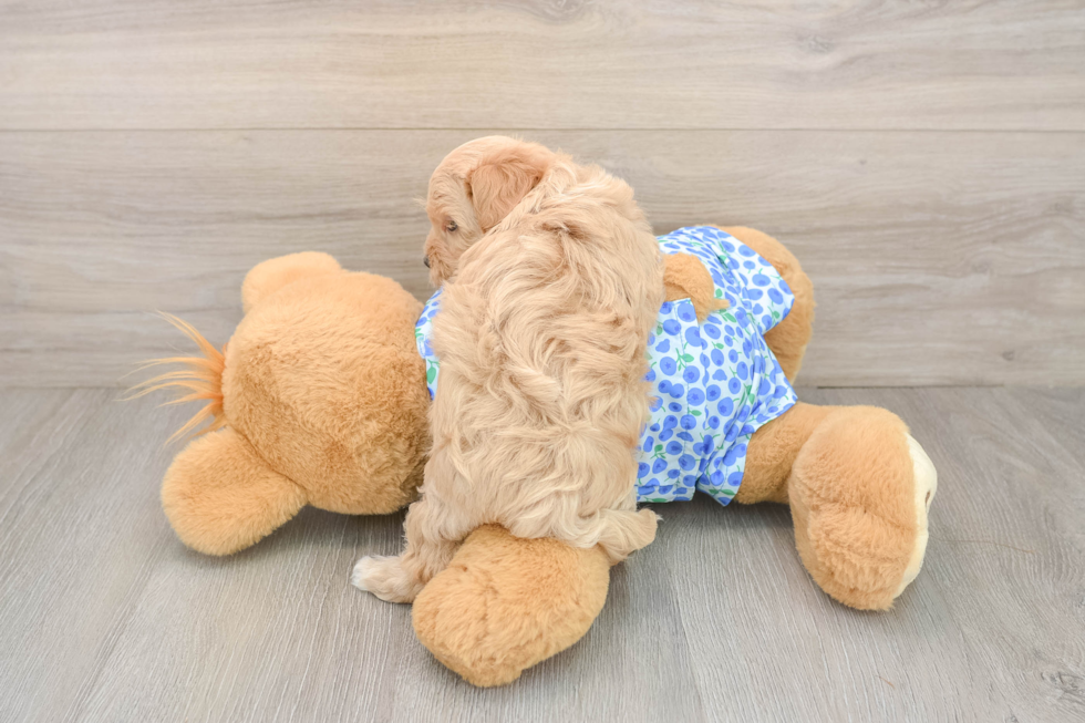 Playful Maltese Poodle Poodle Mix Puppy