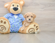 8 week old Maltipoo Puppy For Sale - Premier Pups