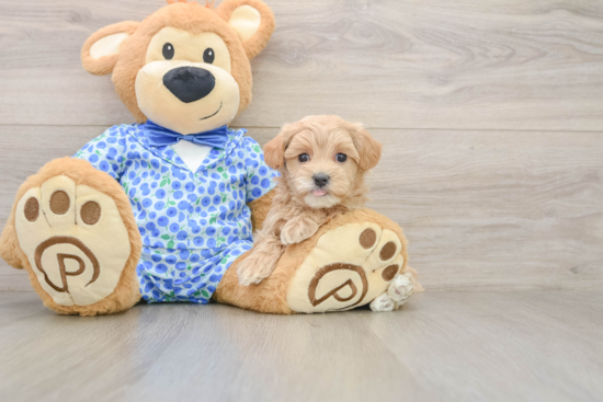 Best Maltipoo Baby